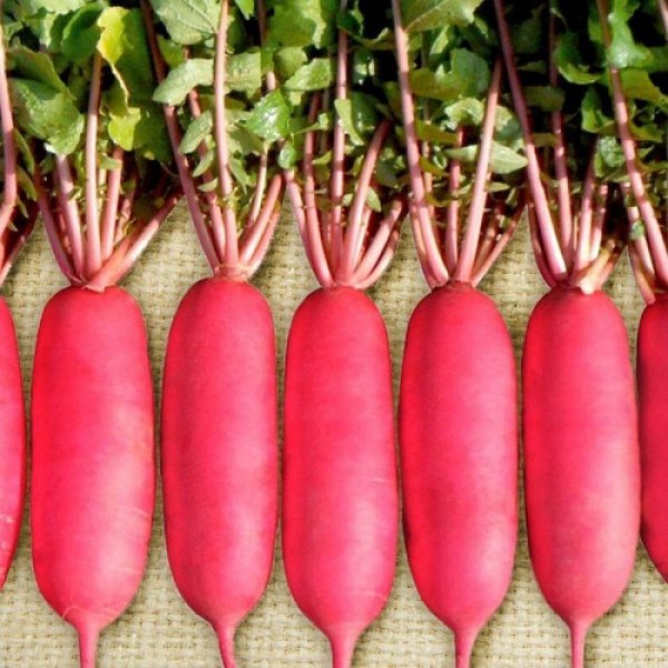 КС 100 F1 (KS 100 F1) дайкон семян редьки (Kitano Seeds)