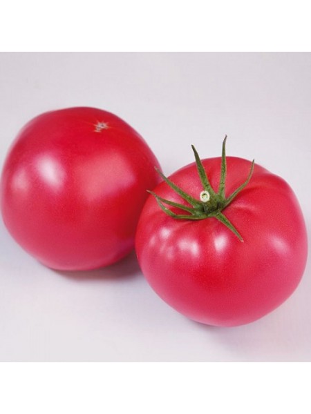 Финли F1 (КС 1205 F1) семена помидора индетерминантного (Kitano Seeds)
