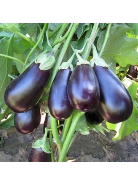 KS 1258 F1 семена баклажана раннего (Kitano Seeds)