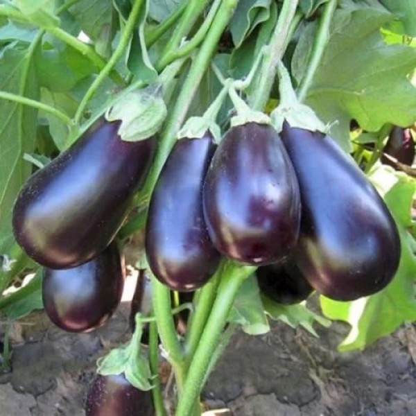 KS 1258 F1 семена баклажана раннего (Kitano Seeds)