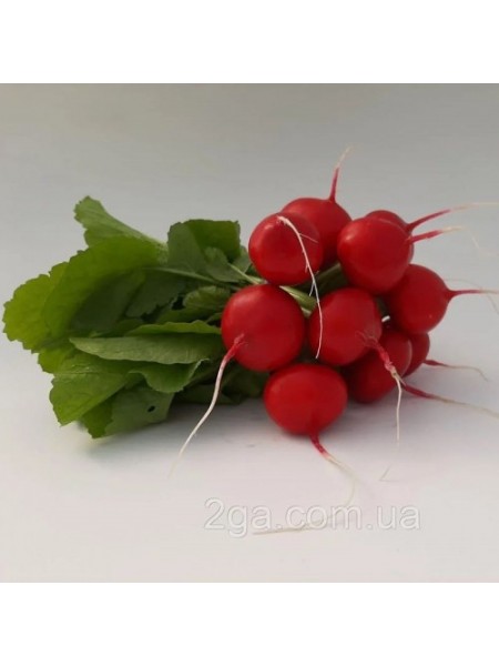 КС 1297 F1 семена редиса (Kitano Seeds)