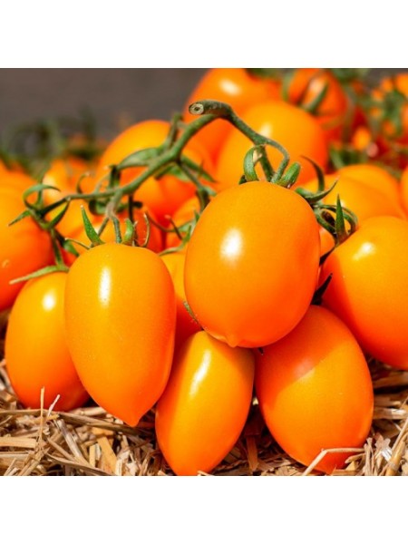 Бенигара F1 (КС 1430 F1) семена помидора индетерминантного (Kitano Seeds)