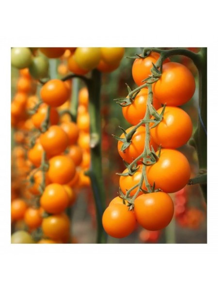 Несси F1 (КС 1549 F1) семена помидора индетерминантного (Kitano Seeds)
