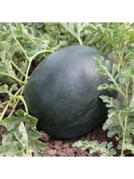 КС 160 F1 семена арбуза среднего (Kitano Seeds)