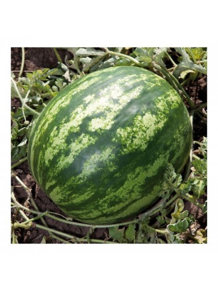 Бала F1 (КС 165 F1) семян арбуза среднего (Kitano Seeds)