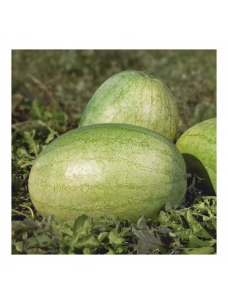 Банир F1 (КС 1819 F1) семена арбуза среднего (Kitano Seeds)