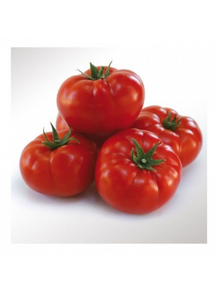 КС 206 F1 (KS 206 F1) семена томата индетерминантного (Kitano Seeds)