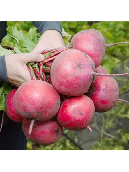 КС 2078 F1 насіння редьки (Kitano Seeds)