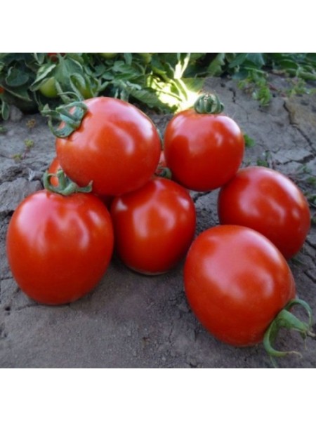 КС 215 F1 (KS 215 F1) семена помидора детерминантного (Kitano Seeds)