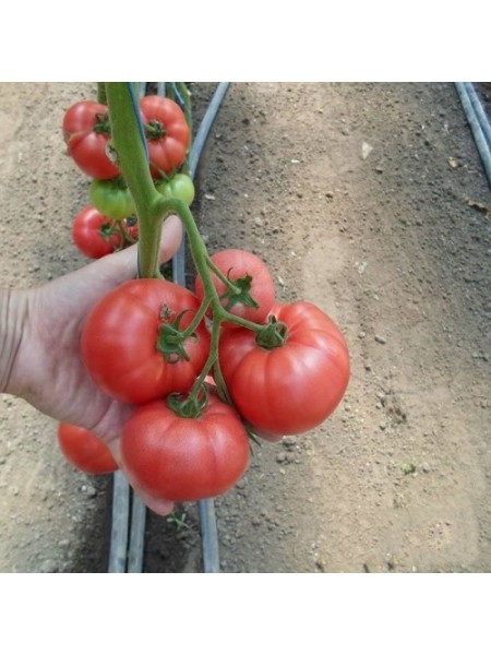 КС 240 F1 семена помидора индетерминантного (Kitano Seeds)
