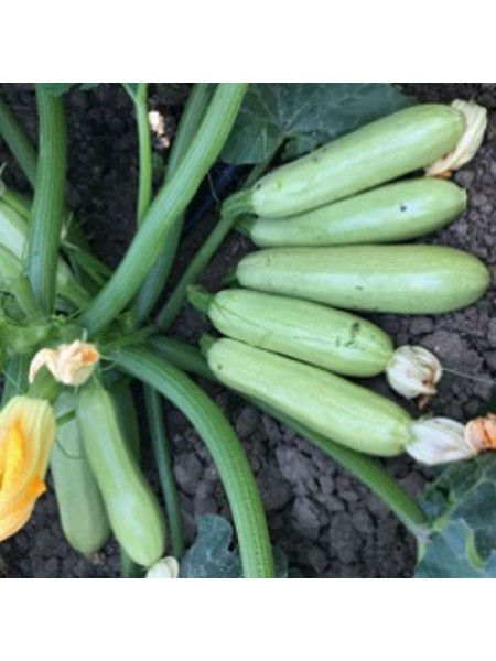 Йоки F1 (КС 2446 F1) семена кабачка (Kitano Seeds)