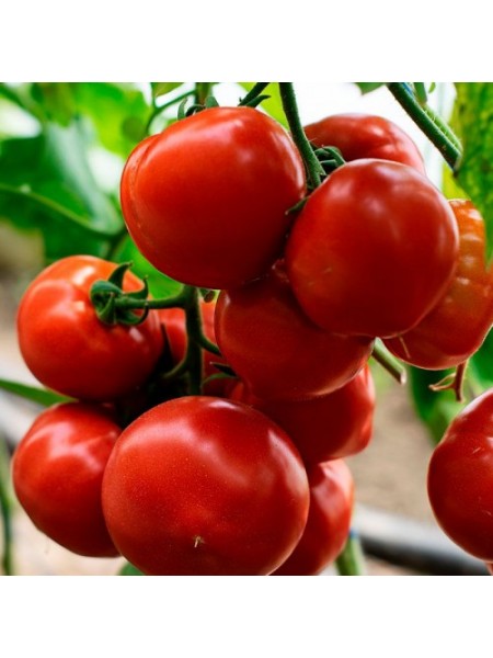КС 301 F1 (KS 301 F1) семена помидора индетерминантного (Kitano Seeds)