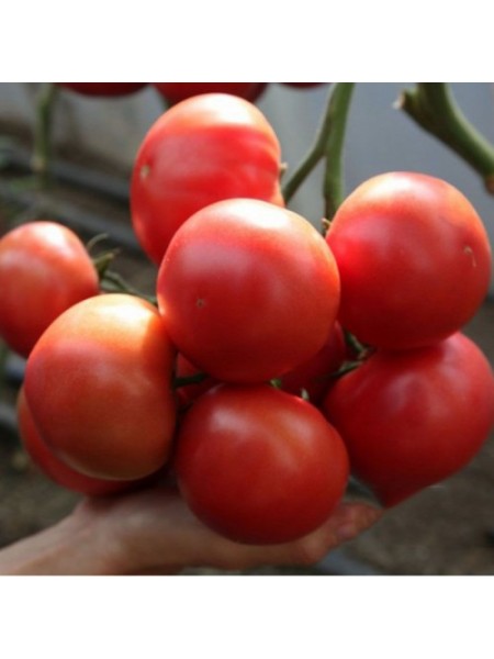 КС 311 F1 семена помидора индетерминантного (Kitano Seeds)