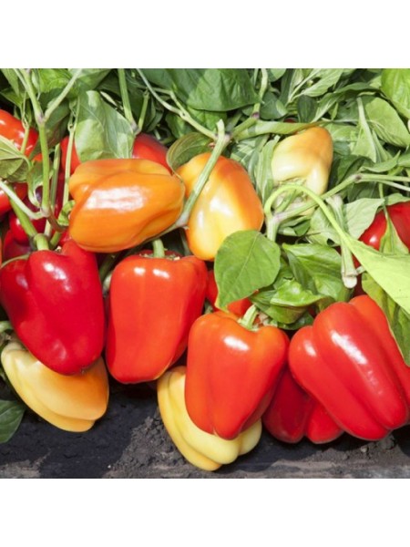 КС 3115 F1 семена перца сладкого (Kitano Seeds)