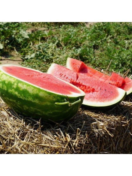 КС 350 F1 (KS 350 F1) семена арбуза (Kitano Seeds)