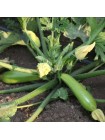 Язума F1 (КС 3714 F1) семена кабачка (Kitano Seeds)