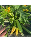 Язума F1 (КС 3714 F1) семена кабачка (Kitano Seeds)