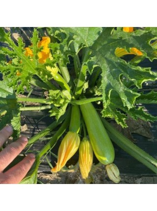 Язума F1 (КС 3714 F1) насіння кабачка (Kitano Seeds)