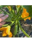 Язума F1 (КС 3714 F1) семена кабачка (Kitano Seeds)