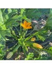 Язума F1 (КС 3714 F1) семена кабачка (Kitano Seeds)