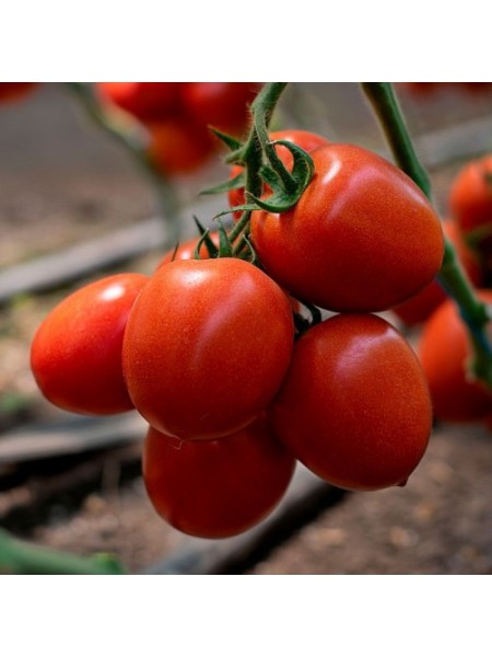Банти F1 (КС 3819 F1) семена помидора индетерминантного (Kitano Seeds)