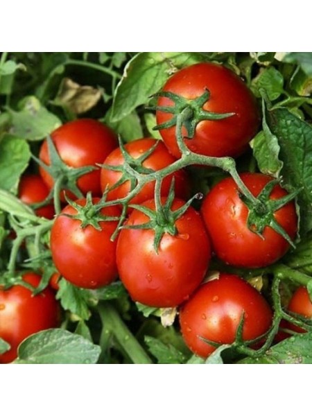 КС 390 F1 (KS 390 F1) семена помидора детерминантного (Kitano Seeds)