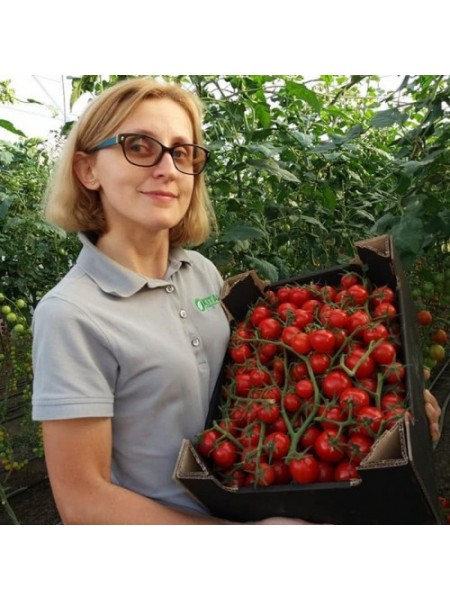 Итиро F1 (КС 4559 F1) семена помидора черри индетерминантные (Kitano Seeds)