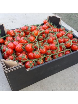 Итиро F1 (КС 4559 F1) семена помидора черри индетерминантные (Kitano Seeds)