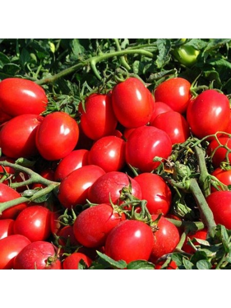 КС 470 F1 (KS 470 F1) семена помидора детерминантного (Kitano Seeds)