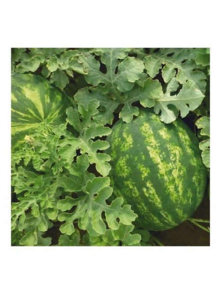 КС 635 F1 (KS 635 F1) насіння кавуна раннього (Kitano Seeds)