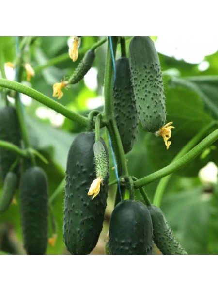 Такери F1 (КС 70 F1, KS 70 F1) семена огурца партенокарпического (Kitano Seeds)