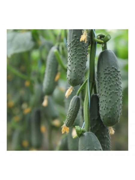 Домани F1 (КС 707 F1) семена огурца партенокарпического (Kitano Seeds)
