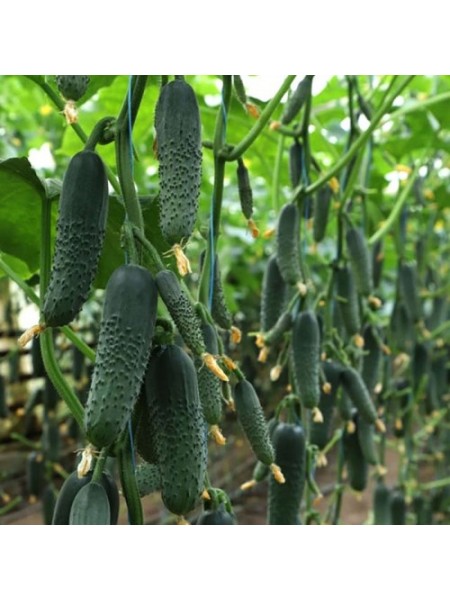 Синклер F1 (КС 80 F1) семена огурца партенокарпического (Kitano Seeds)