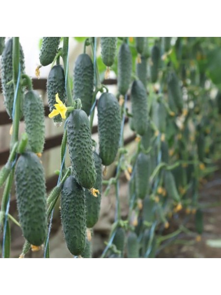 Сатоми F1 (КС 84 F1) семена огурца партенокарпического (Kitano Seeds)