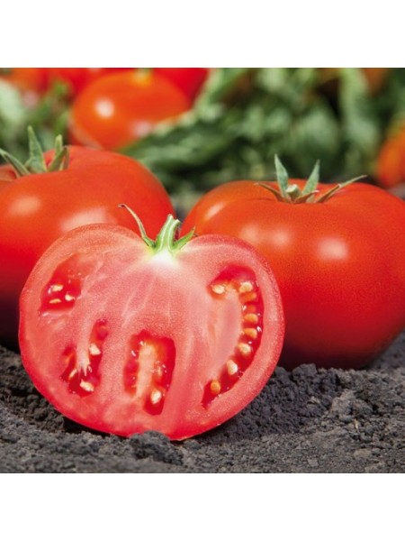 Ками F1 (KS 898 F1) семена помидора детерминантного (Kitano Seeds)