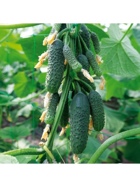 Ниборы F1 (КС 90 F1) семена огурца партенокарпического (Kitano Seeds)