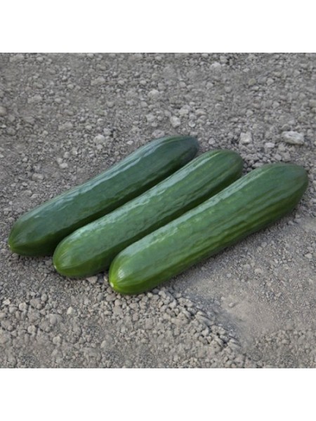 КС 930 F1 семена огурца партенокарпического (Kitano Seeds)