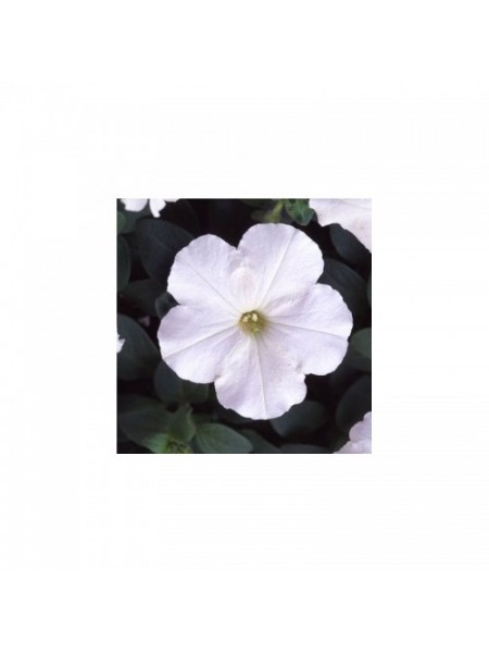Ламбада F1 белая (white) семена петунии мультифлора (Hem Genetics)
