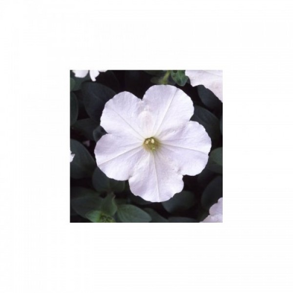 Ламбада F1 белая (white) семена петунии мультифлора (Hem Genetics)