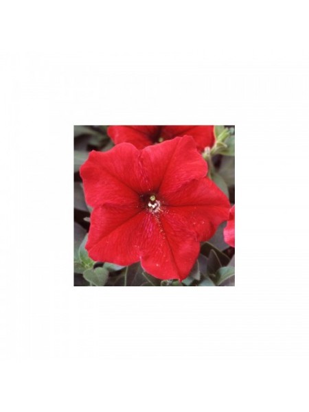 Ламбада F1 красная (red) семена петунии мультифлора (Hem Genetics)