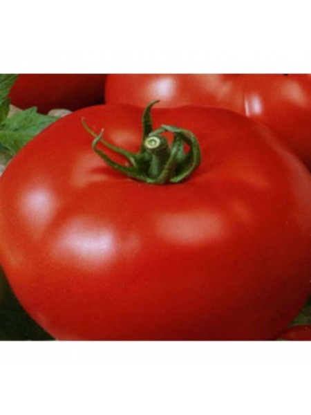 Кроткий семена помидора детерминантного (ТМ Вкусный)