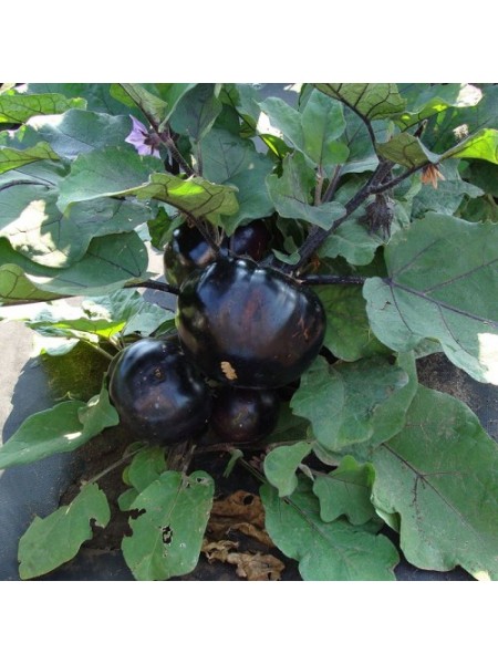 Лаура семян баклажана среднего (Moravoseed)
