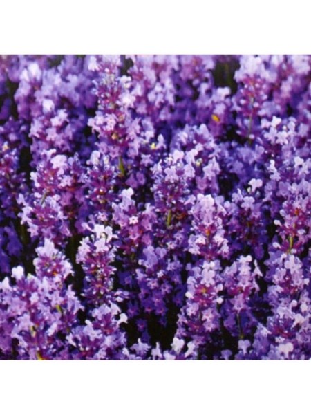 Лаванда крымская семена (GL Seeds)