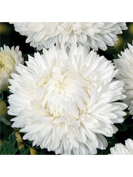 Леди Коралл белый (White) семена астры (Satimex)
