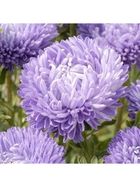 Леди Коралл голубая (Blue) семена астры (Satimex)
