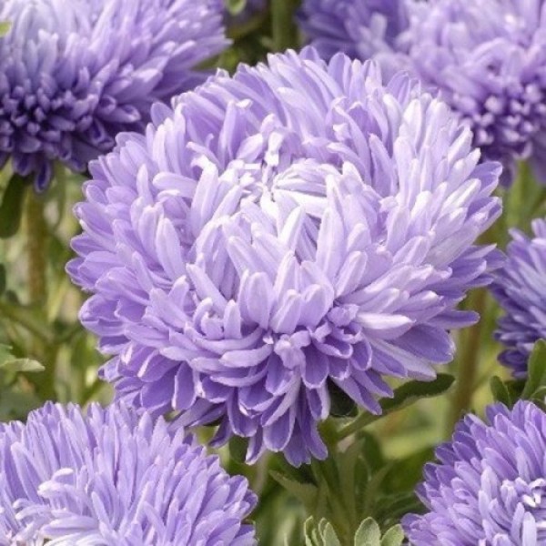 Леди Коралл голубая (Blue) семена астры (Satimex)