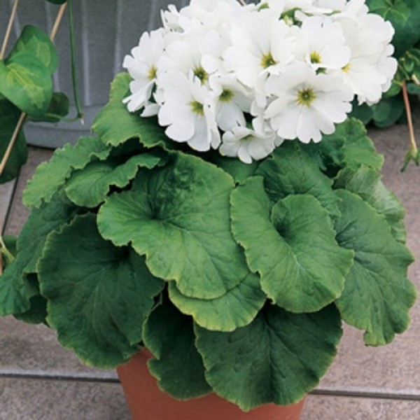 Либре F1 белая (white) семена примулы (Syngenta)