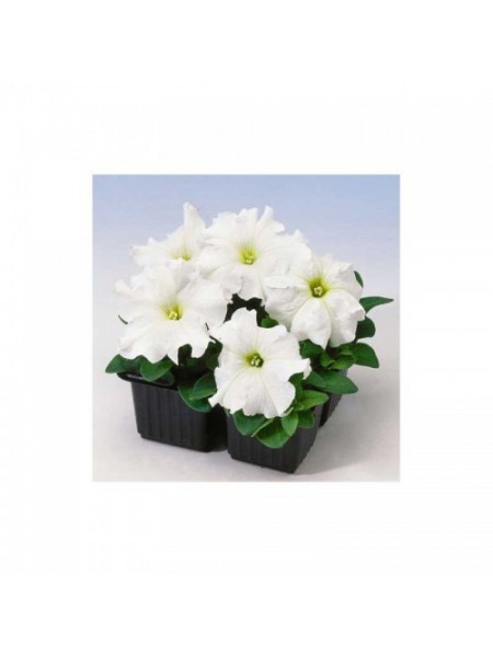 Лимбо F1 белая (white) семена петунии грандифлора (Hem Genetics)