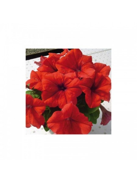 Лимбо F1 красная (red) семена петунии грандифлора (Hem Genetics)