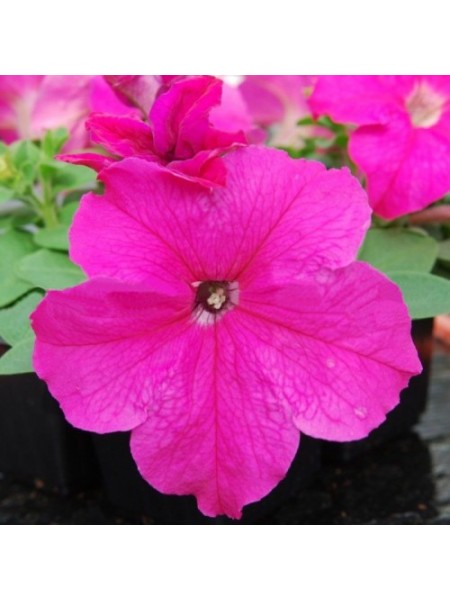Лимбо F1 розовая (pink) семена петунии грандифлора (Hem Genetics)